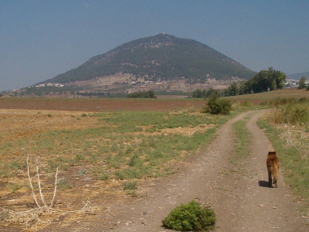 Mount Tabor much closer with Taffy on the trail